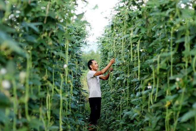 山东豆橛子为啥存在感这么强？因为吃不完，根本吃不完？错！