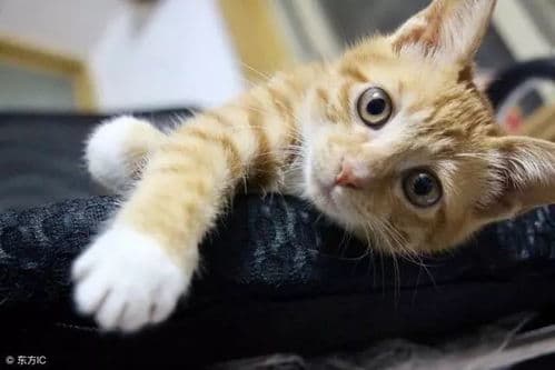 猫咪每周1-2个蛋黄，适量补充营养。