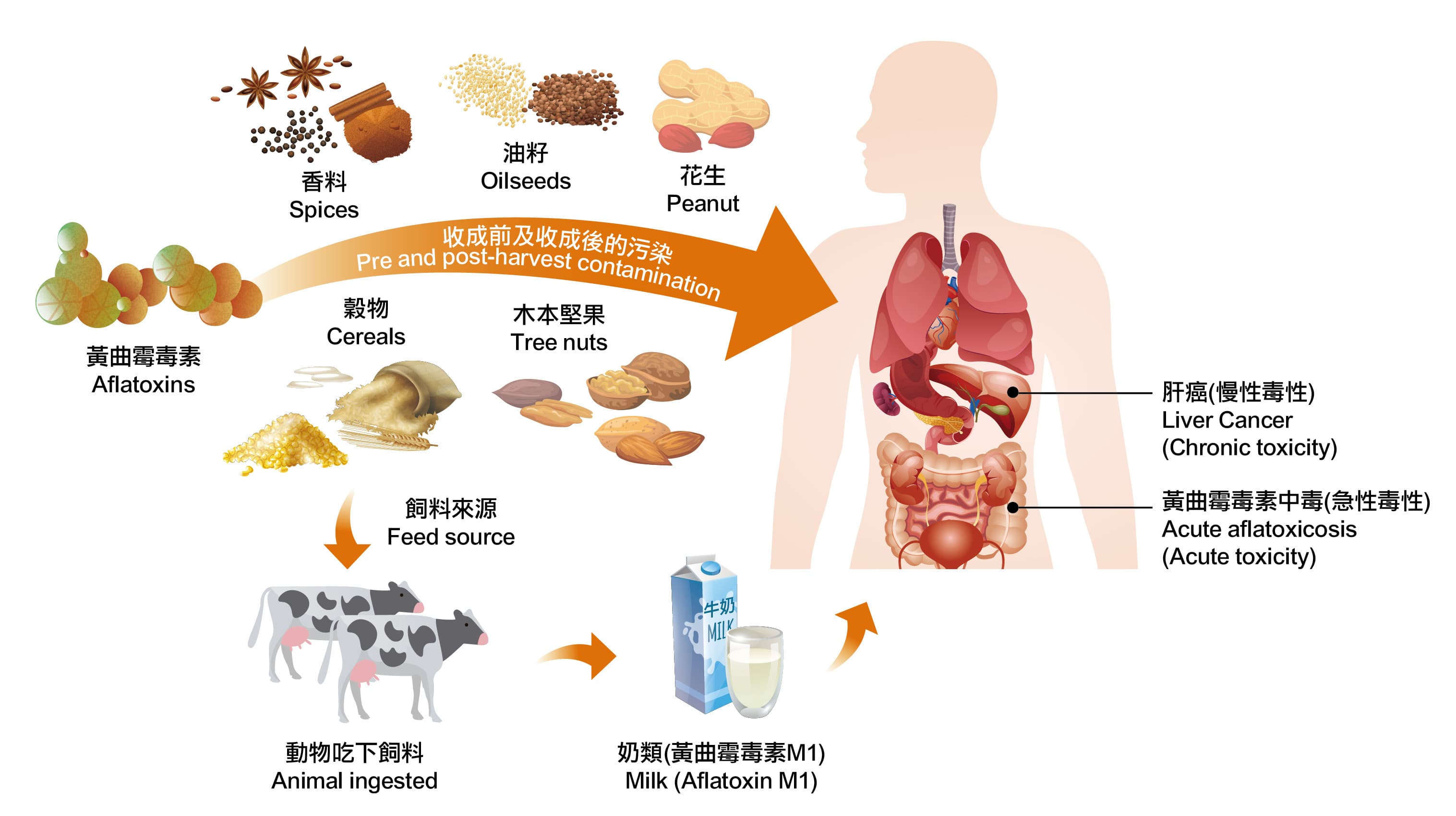 食物上的霉菌－潜在的健康风险？