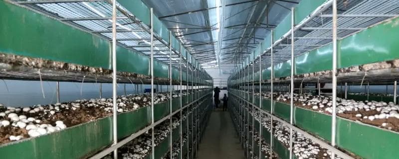蘑菇种植指南：从菇房搭建到品种选择