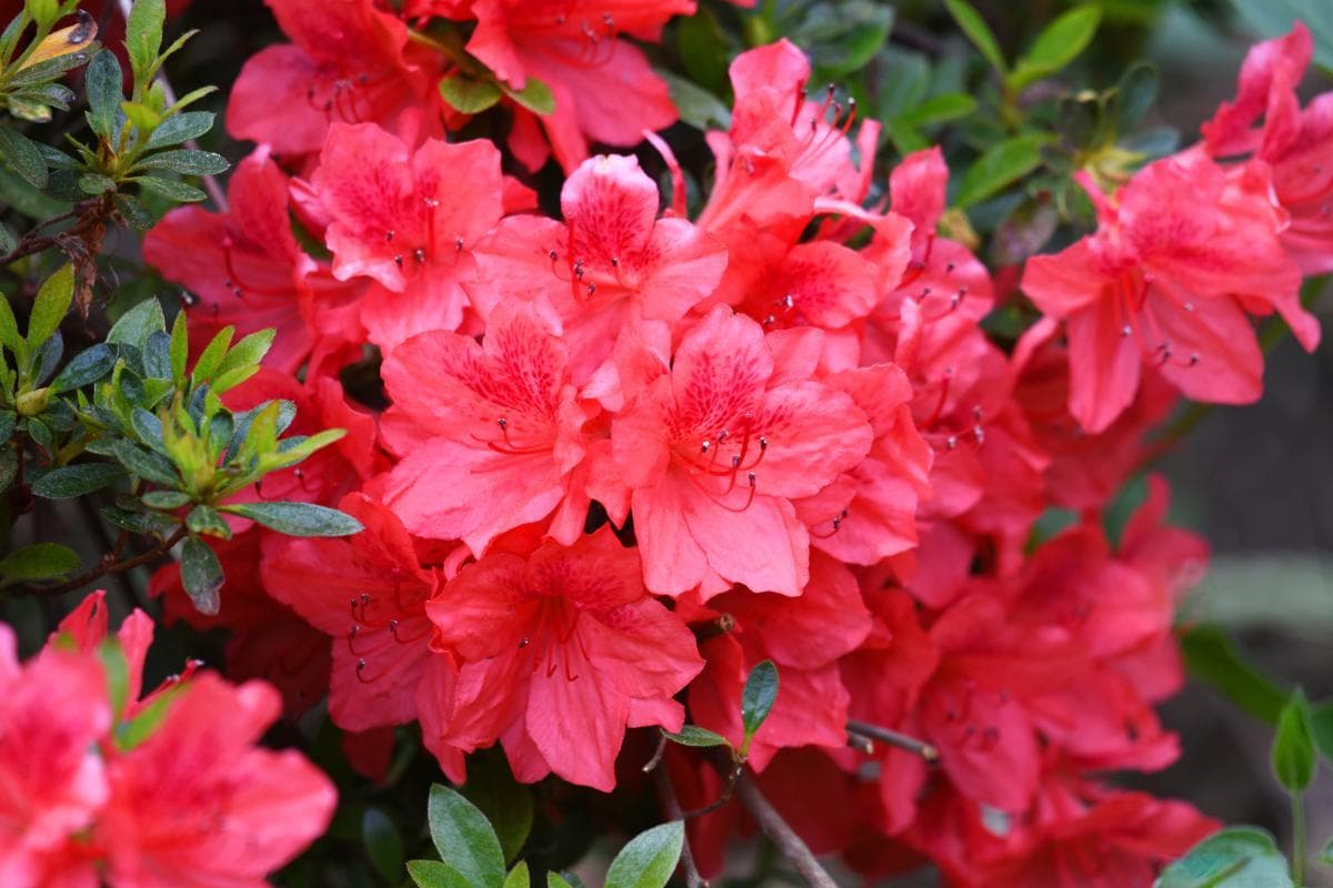 杜鹃花种植与养护指南：六大环节要点详解