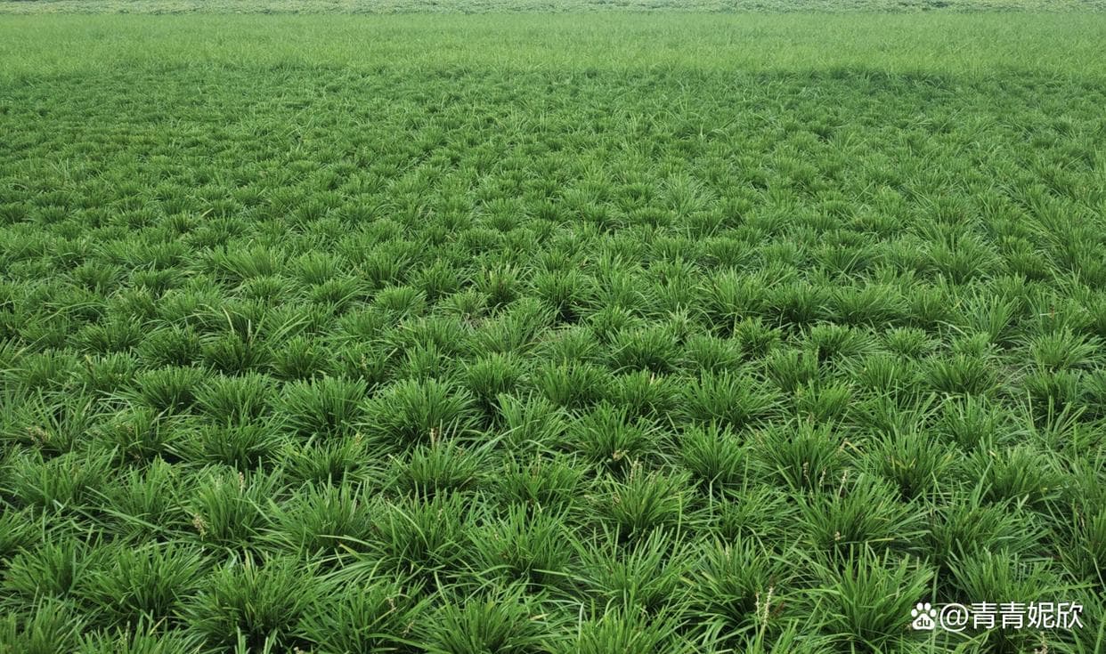 麦冬种植攻略：时间与方法全解析