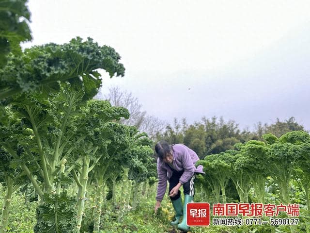 从“难以下咽”到“健康新宠”，羽衣甘蓝逆袭后身价暴涨