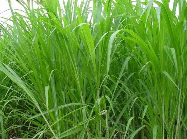 海南适合种植的牧草有哪些 各自都有什么特点