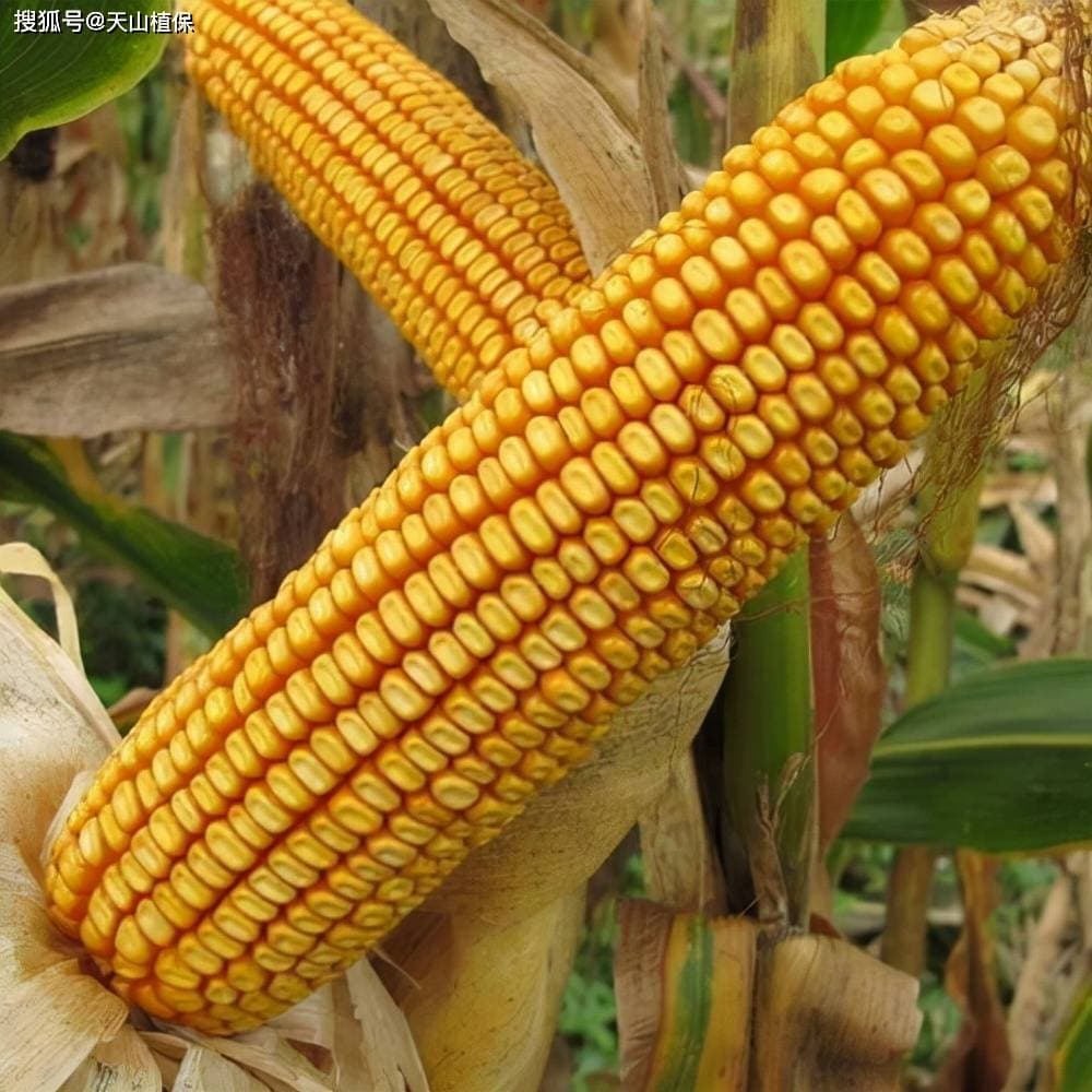 科学选种：为玉米种植筑牢丰收根基