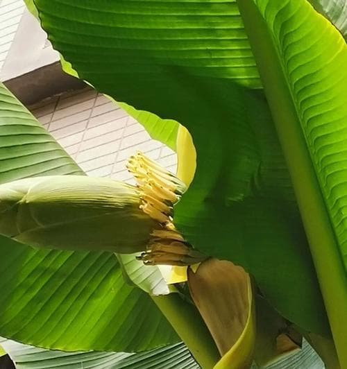 芭蕉树的结果周期剖析（探究芭蕉树的结果周期及其影响因素）