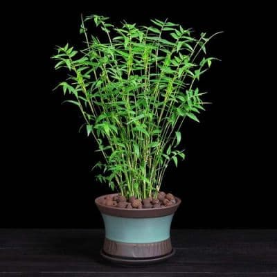 北方室内盆景植物养护指南：竹子、北雀花和东风桔的浇水与环境要求