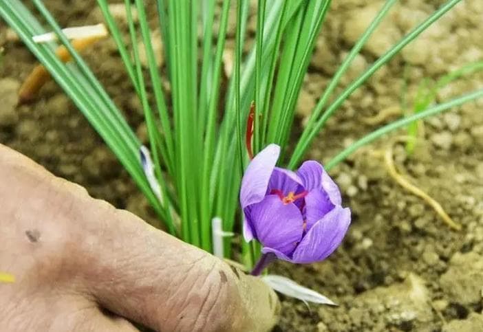 藏红花的种植条件及环境要求