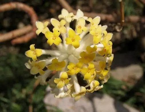 结香花如何养护？结香的养殖方法和注意事项
