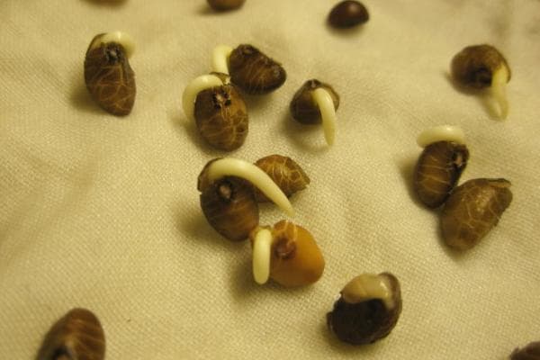 空心菜种植技术：从催芽到施肥的全程指南