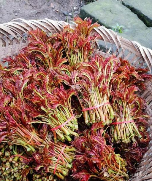 “吃草不如吃叶”，7种长在树上的野菜，你吃过几种？错过好可惜