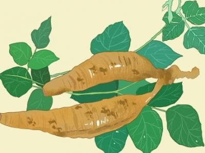 葛根：解肌退热、生津止渴的中药瑰宝
