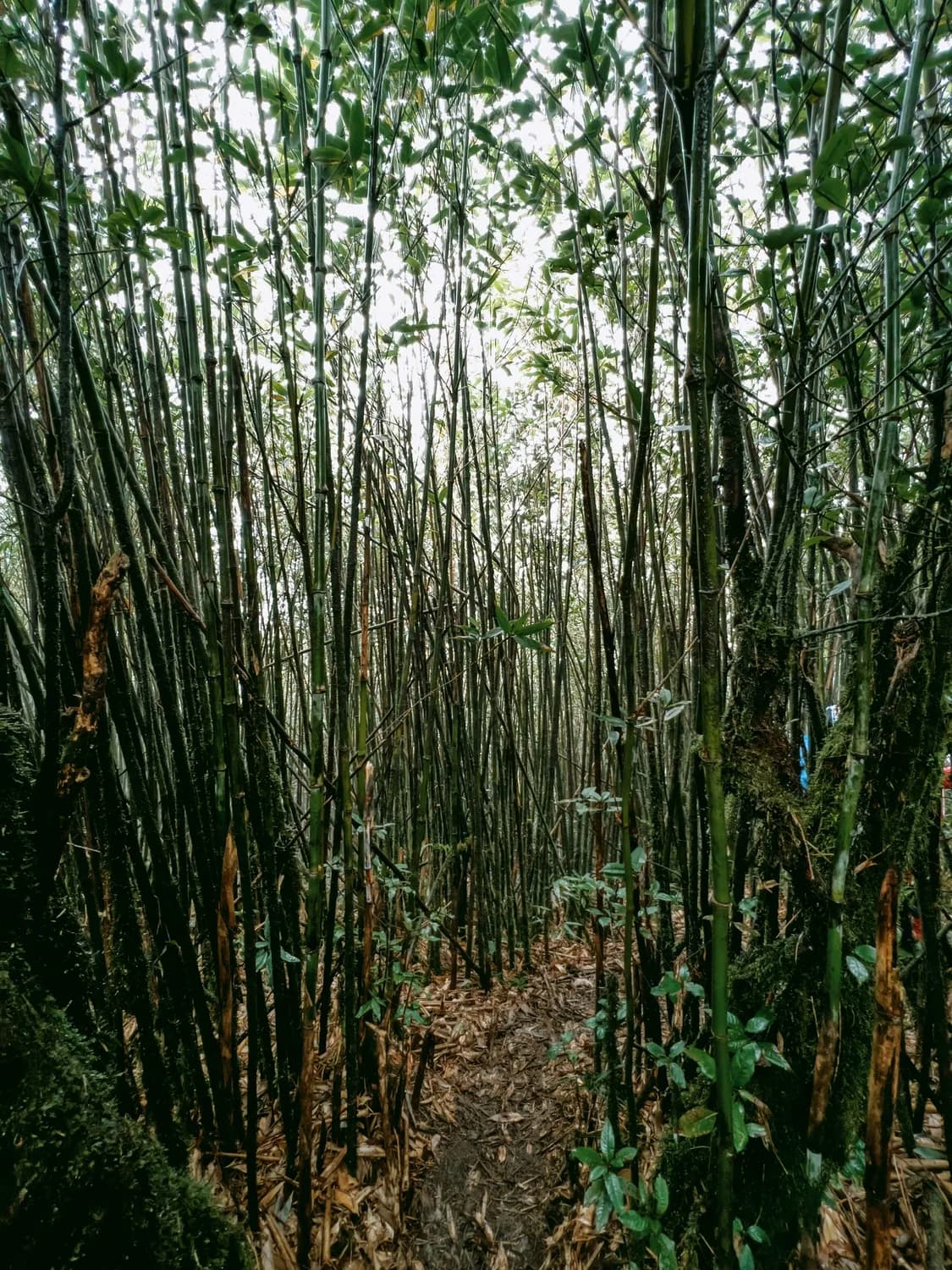 四川古蔺箭竹林：数万亩竹海成就天然空调，兼有喀斯特奇观