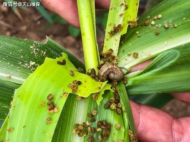 玉米粘虫用什么药防治效果好