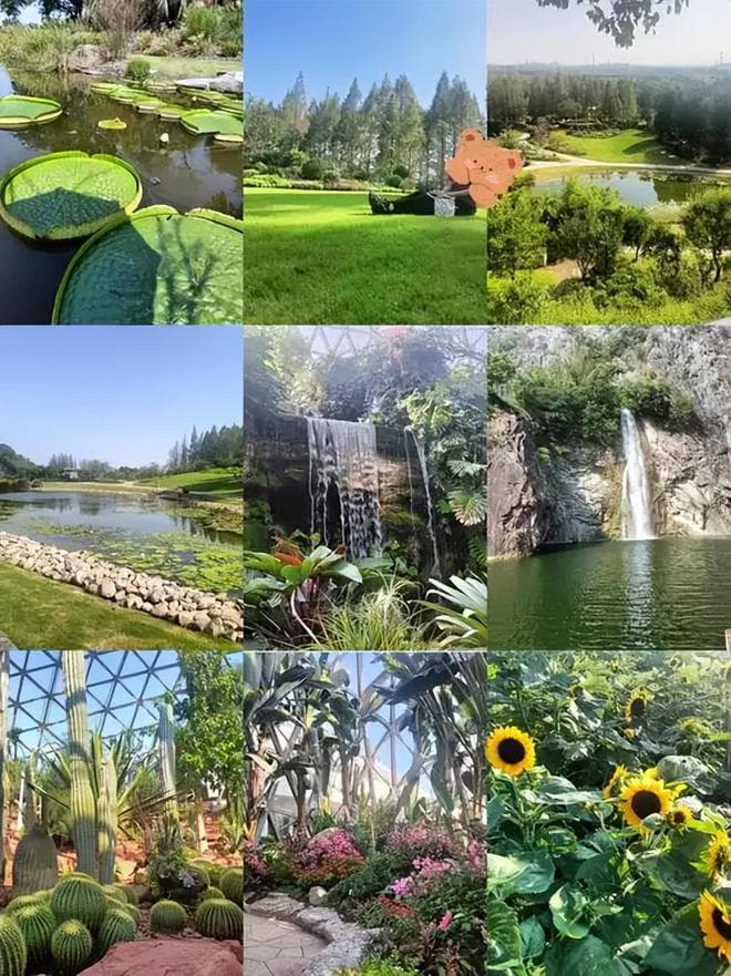 上海辰山植物园"镇馆之宝"百岁兰被盗案始末