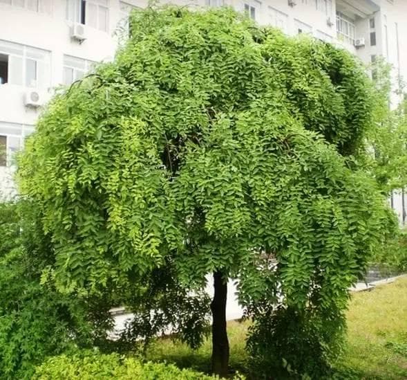 带你认识龙爪槐