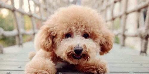 比熊犬和泰迪，哪个更适合当宠物？（探究两种犬种的优缺点，以便选择更适合的宠物）