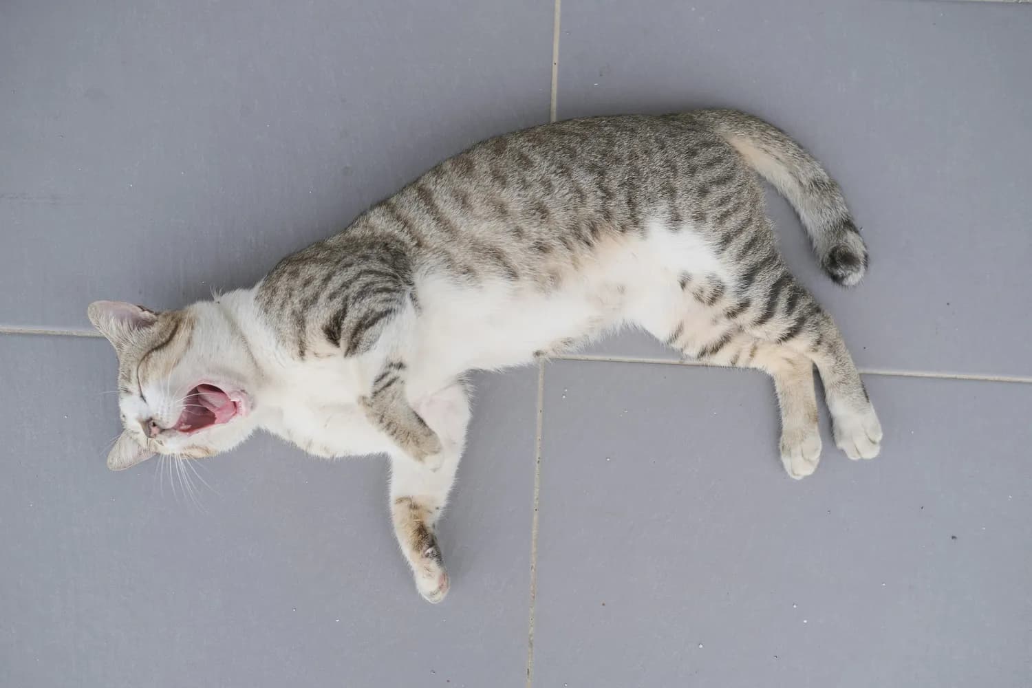猫咪痛苦叫声让人心碎！这些原因和应对方法请收好