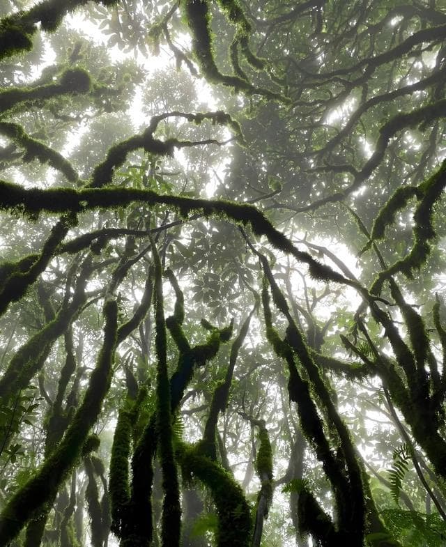 探索哀牢山：揭开珍稀植物的神秘面纱