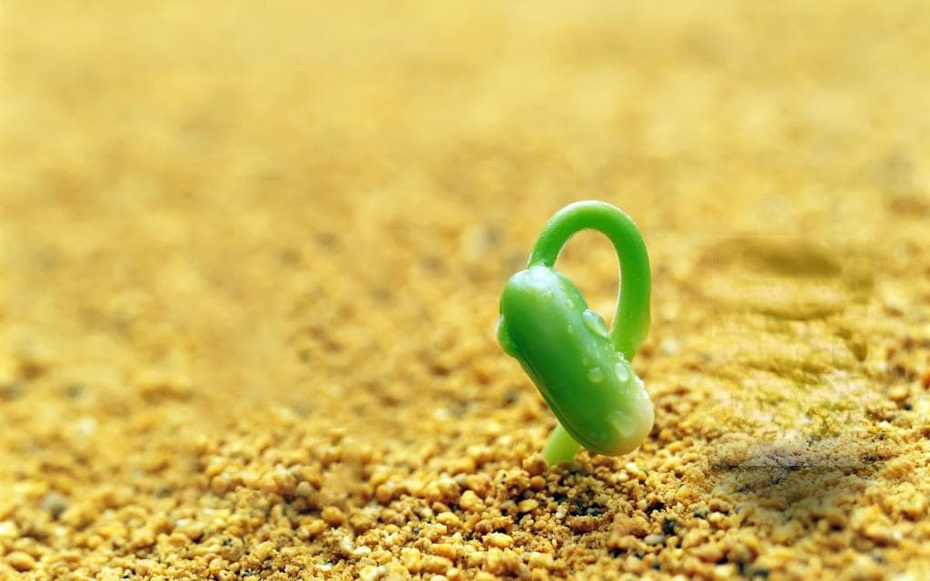 惊蛰传统美食：从广西炒虫到北方吃梨