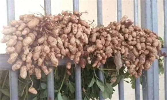 花生怎样管理才高产（花生种植技术与管理）