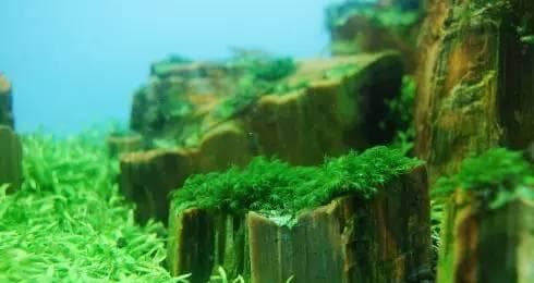 慕斯水草养殖技巧：从容器选择到病虫害防治的全面指南
