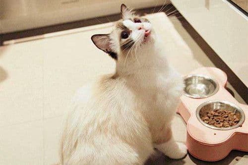 猫咪能吃蛋白吗？真相揭晓！