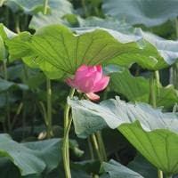 活性污泥法基本原理