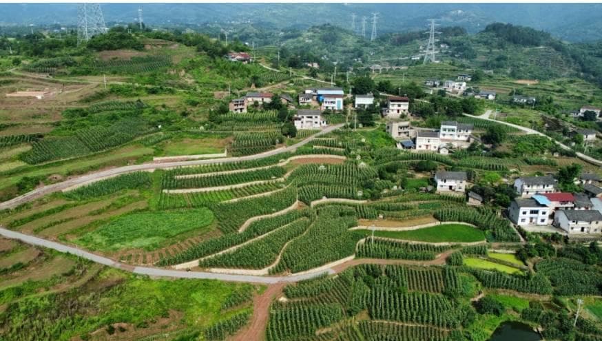 重庆北碚区三圣镇是平村高标准农田建设整村推进现代粮油产业