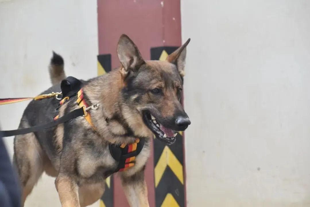 中国特有犬种"国产之光"——昆明犬！