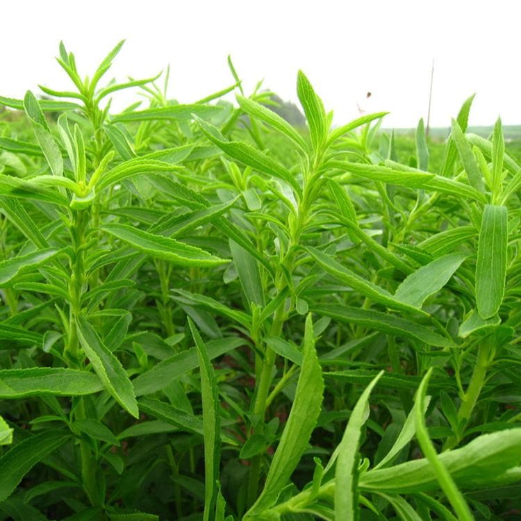 甜叶菊甜苷在食品中的应用
