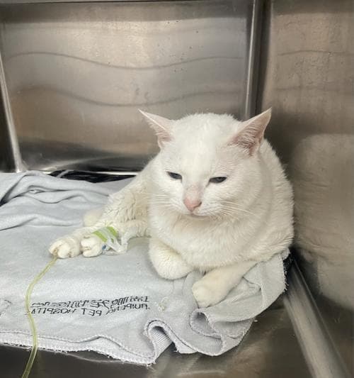 如何帮助猫咪缓解肾衰竭——药物与点滴治疗方法