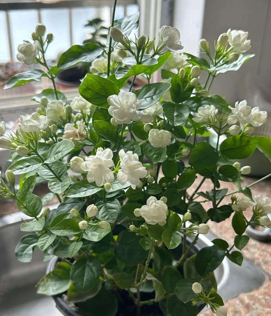 8种花“浇不死”，越浇越开花，整个夏天花开不断！