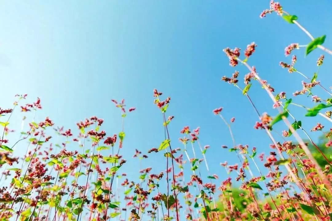 6首叠字诗词叠出万种情愁，让人忍不住背诵