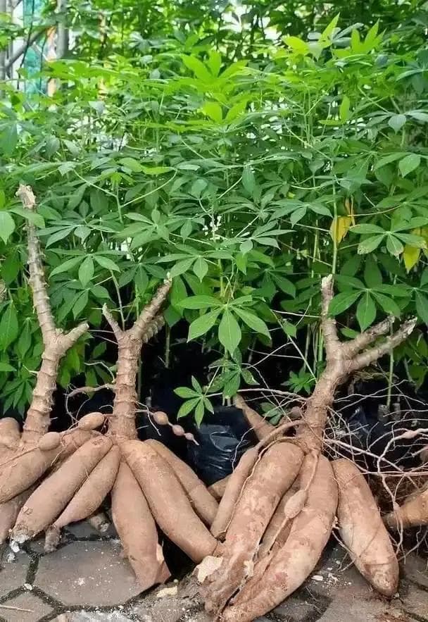 木薯养活了超6亿人口！木薯猫砂如今又成为猫砂界的“新宠”？