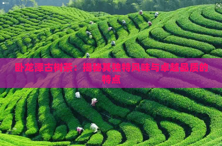 卧龙潭古树茶：揭秘其独特风味与卓越品质的特点