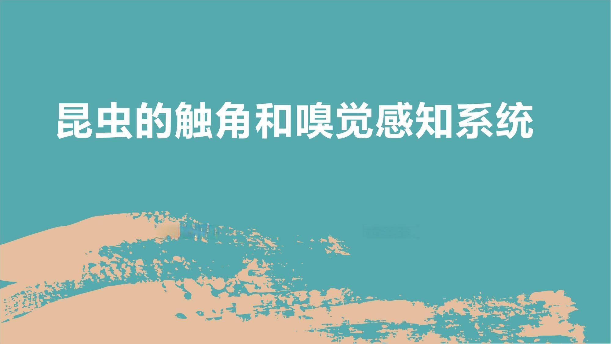 昆虫的触角和嗅觉感知系统