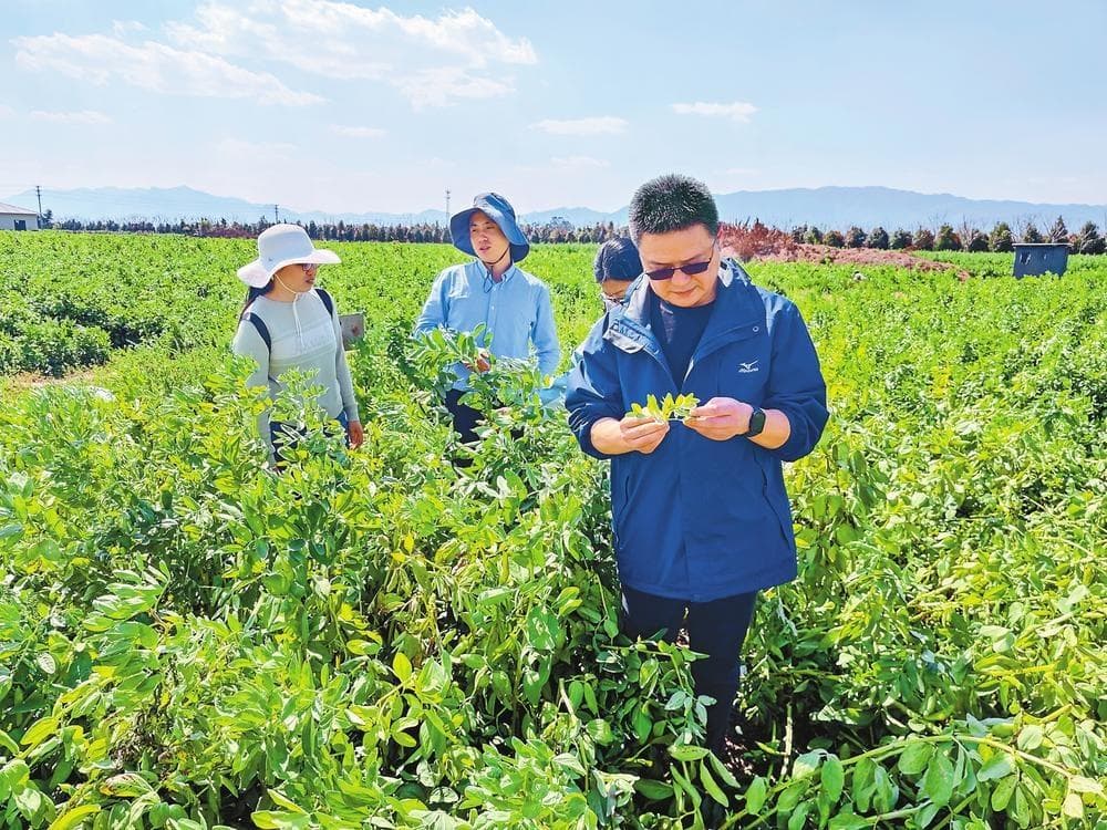 云南省4个食用豆新品种测产获高产
