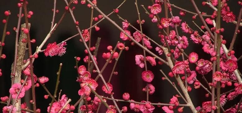 梅花有哪些花语与象征寓意？传承千年的悠远与坚韧