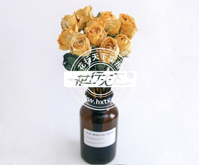 鲜玫瑰花怎么做成干花，玫瑰花变干花的5种小方法