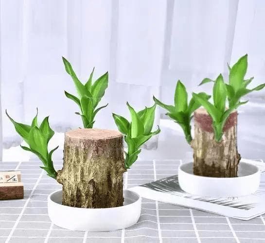 巴西木臭了还能不能养活？如何处理？（附：巴西木的养殖方法和注意事项）
