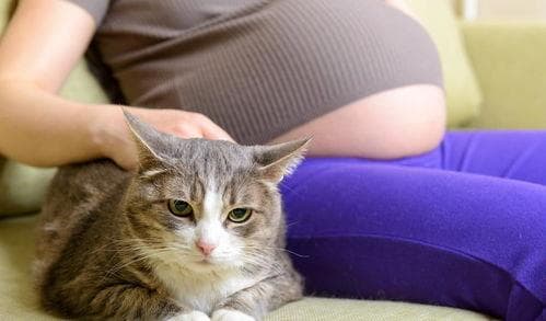 宠物猫如何检测弓形虫？快速诊断方法！