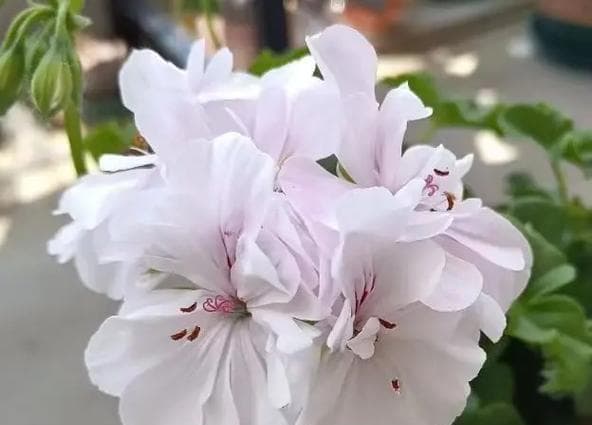 天竺葵种植全攻略：深盆浅盆如何选择？养护要点详解
