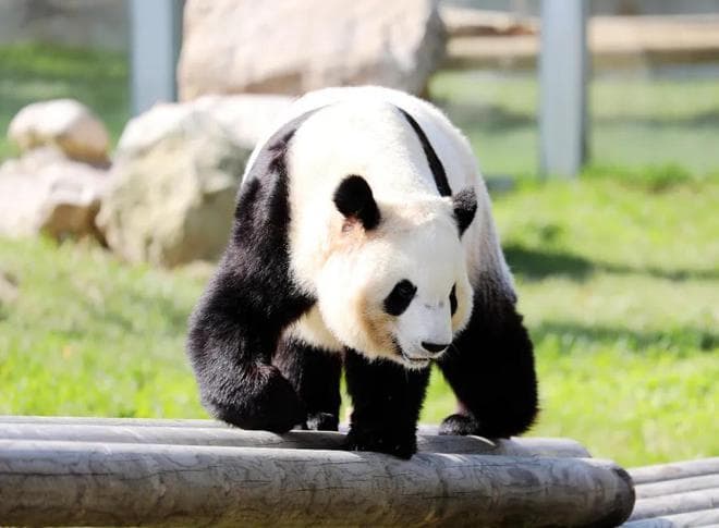 揭秘“熊猫”之名：从“食铁兽”到“中国国宝”