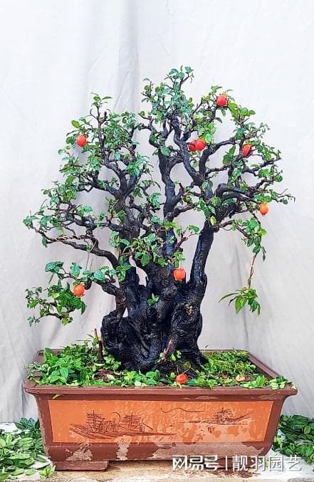绿植养护秘籍：掌握浇水时机，让盆景花卉茁壮成长