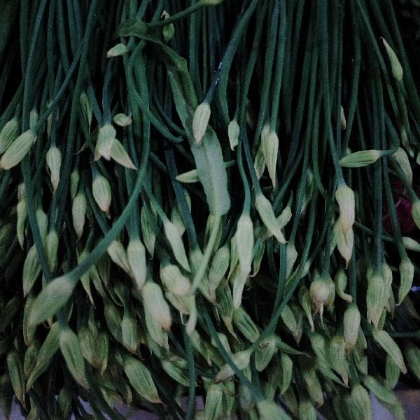 荠菜尽量少吃最好不吃