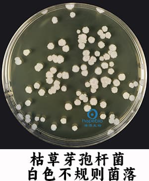 普通琼脂培养基的使用方法与原理
