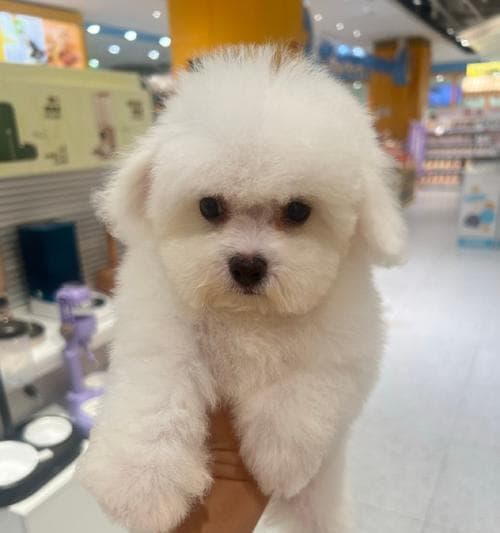 比熊犬的正确喂养与照顾方式（养一只健康快乐的比熊犬，关键在于正确喂养和细心照顾）