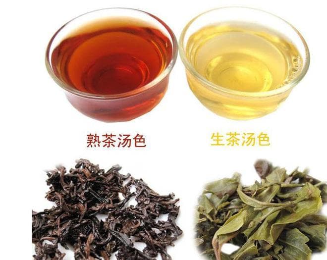 熟茶与生茶的主要区别：从发酵到文化内涵的全面解析