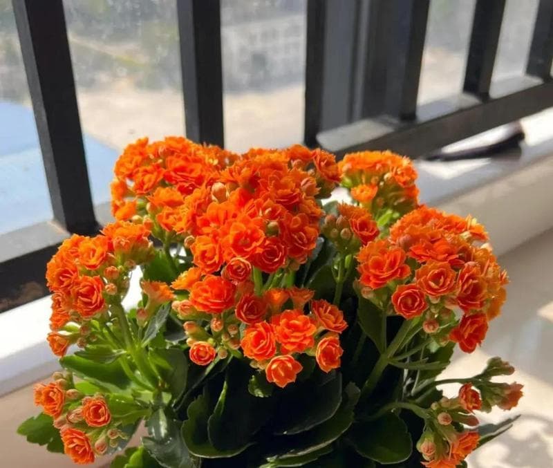 如何科学合理地给长寿花浇肥（长寿花肥料选择及浇水技巧）